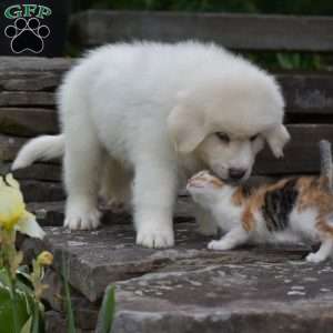 Whitlock, Great Pyrenees Puppy